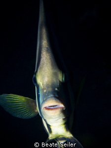 Batfisch by Beate Seiler 